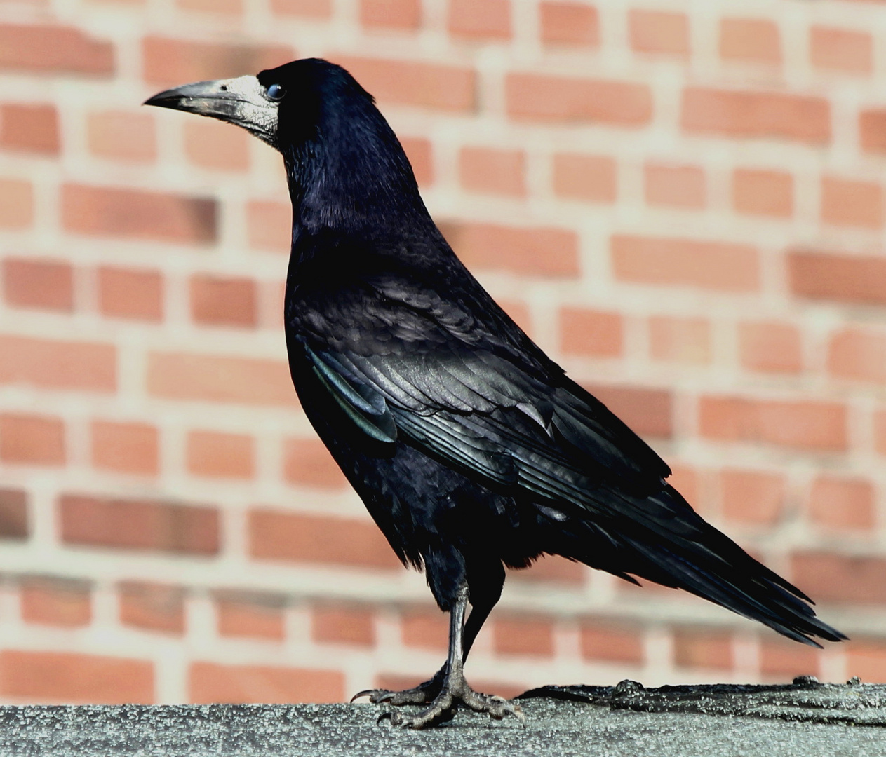 Saatkrähe (Corvus frugilegus frugilegus)