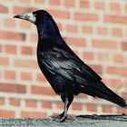 Saatkrähe (Corvus frugilegus frugilegus)