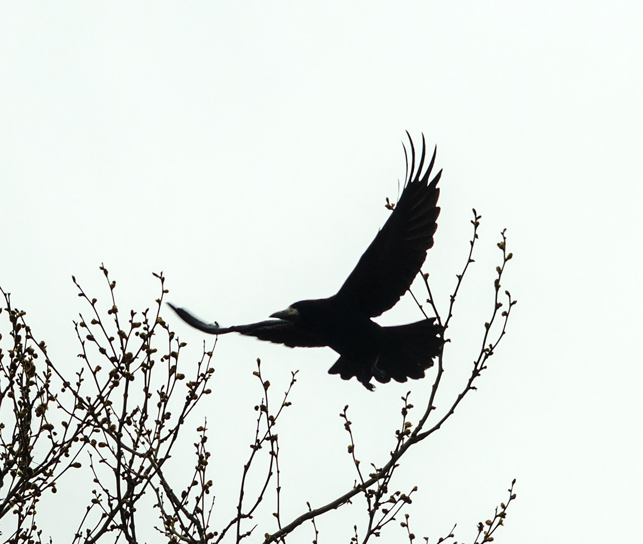 Saatkrähe (Corvus frugilegus frugilegus)