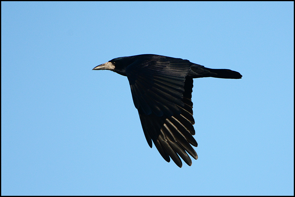 Saatkrähe - Corvus frugilegus - im Flug