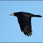 Saatkrähe - Corvus frugilegus - im Flug