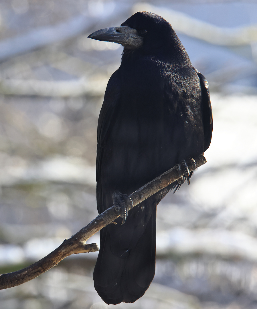 Saatkrähe Corvus frugilegus im Winter