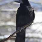 Saatkrähe Corvus frugilegus im Winter