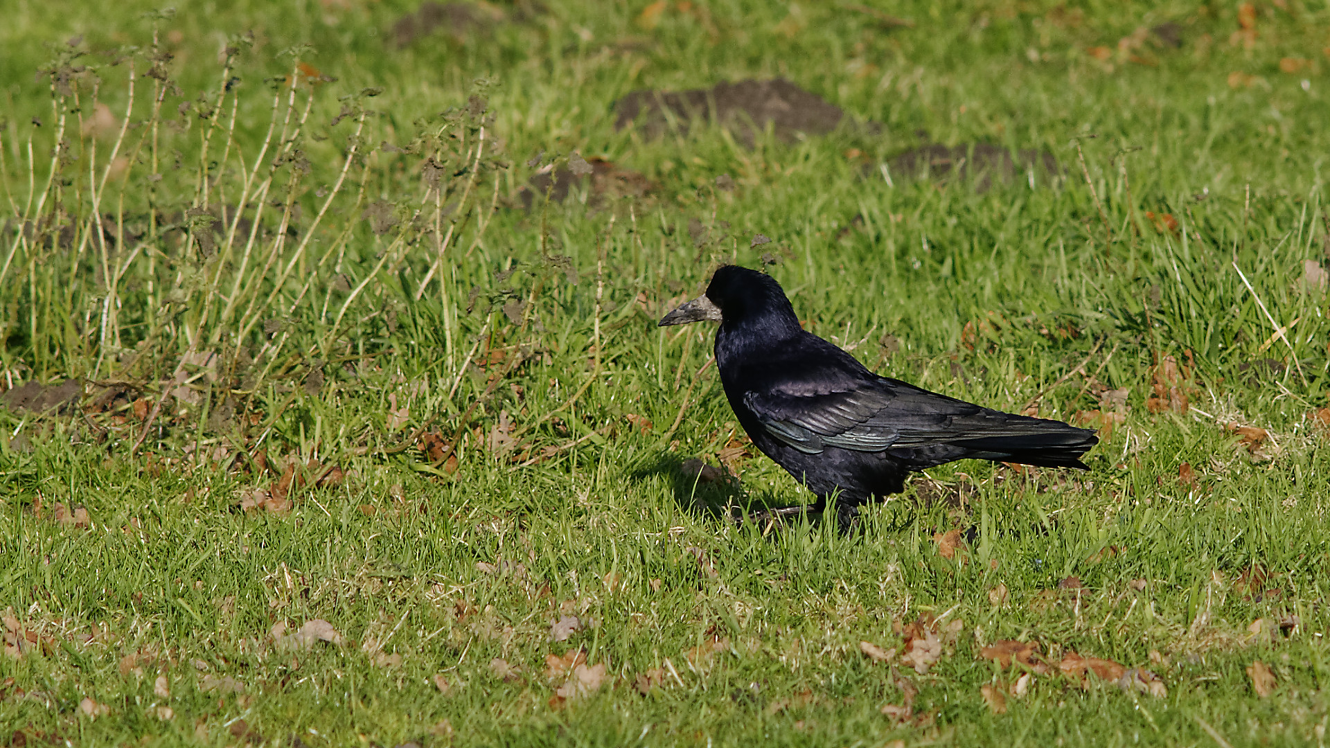 Saatkrähe (Corvus frugilegus) lässt ihr schwarzes Gefieder in der Sonne schimmern