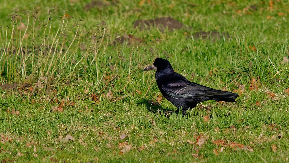 Saatkrähe (Corvus frugilegus) lässt ihr schwarzes Gefieder in der Sonne schimmern