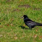 Saatkrähe (Corvus frugilegus) lässt ihr schwarzes Gefieder in der Sonne schimmern