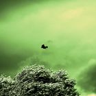 saatkrähe im grünen
