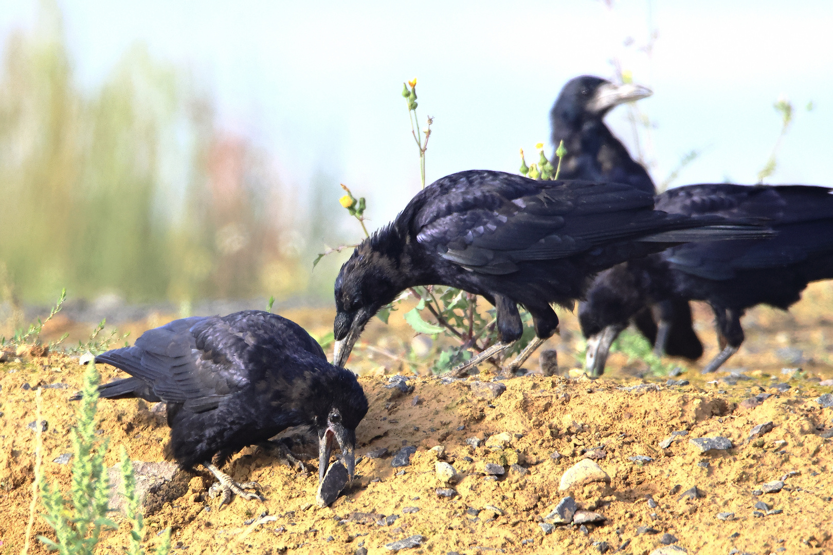 Saatkrähen Corvus frugilegus