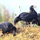 Saatkrähen Corvus frugilegus