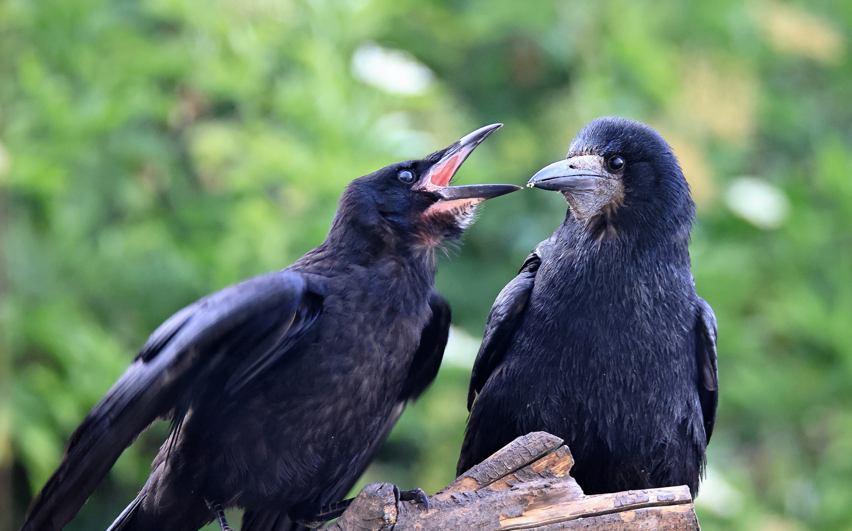 Saatkrähen Corvus frugilegus