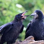 Saatkrähen Corvus frugilegus