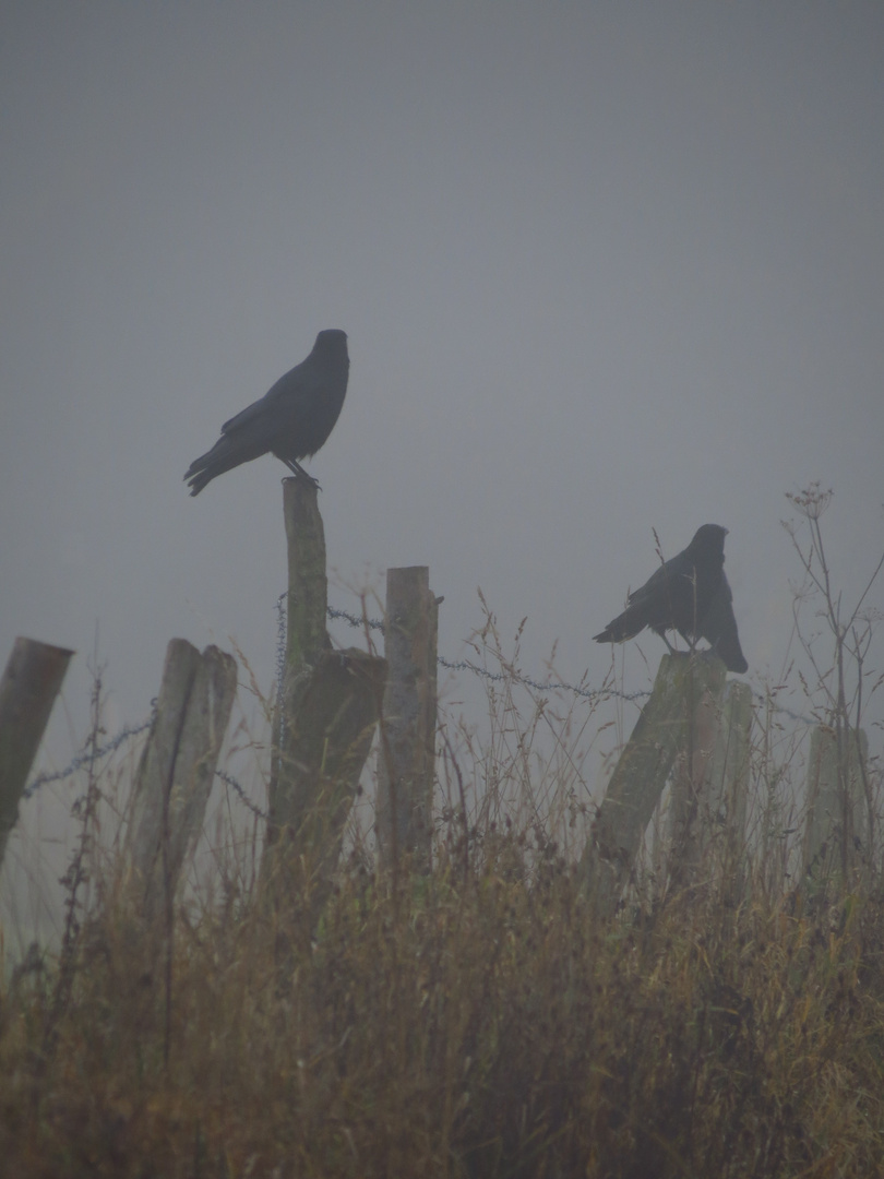 Saatkrähen im Nebel