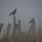 Saatkrähen im Nebel