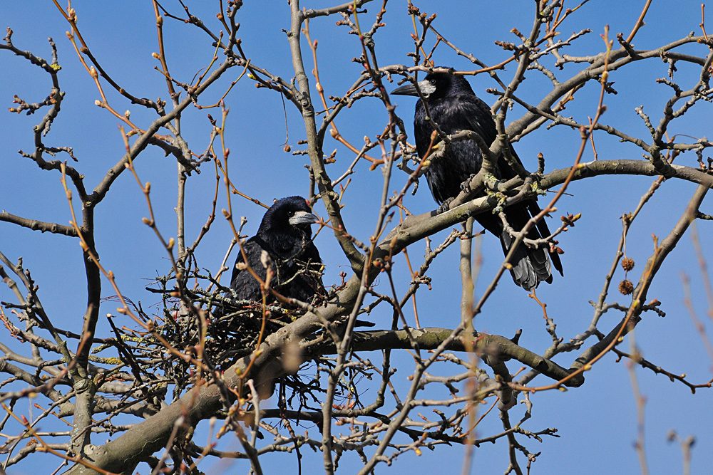 Saatkrähen – Nestbewachung