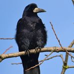 Saatkrähen: Schönheiten in Schwarz mit rauem Schnabel 01