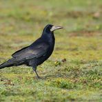 Saatkrähen: Schönheiten in Schwarz mit rauem Schnabel 02