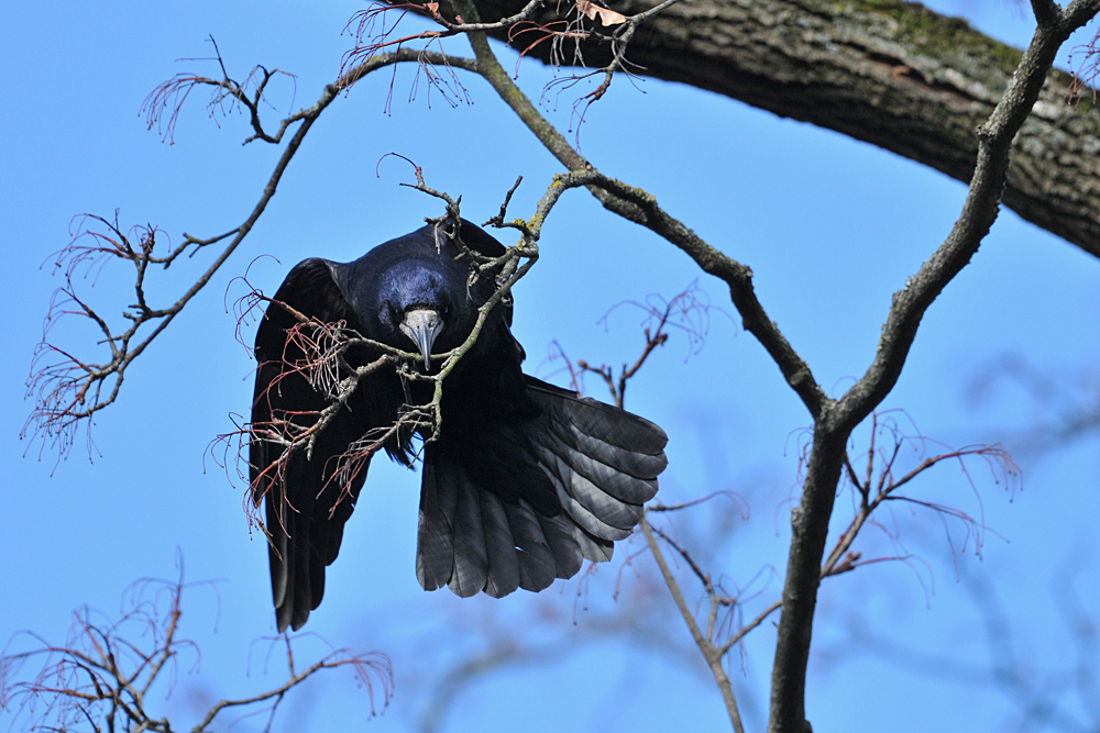 Saatkrähen – schwarze Akrobaten im Baum 01