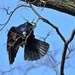 Saatkrähen – schwarze Akrobaten im Baum 01