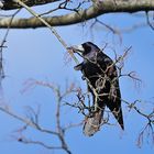 Saatkrähen – schwarze Akrobaten im Baum 02