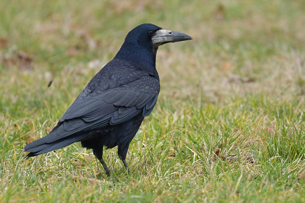 Saatkrähen – Schwarze Schönheiten am Straßenrand 01