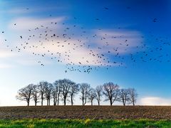 Saatkrähen über dem Acker