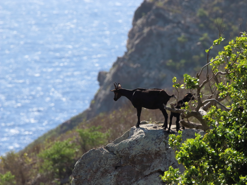 Saba: Ziege guckt Richtung Hells Gate