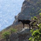 Saba: Ziege guckt Richtung Hells Gate