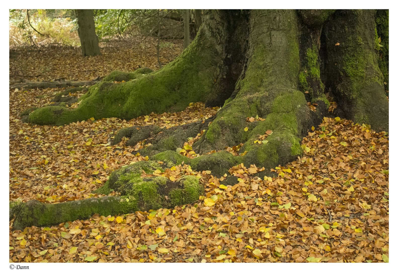 Sababurg Forest