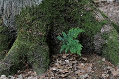 Sababurgurwald - Farnspross
