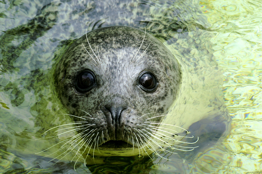 Sabbel nich Deern........smiet endlich den Fisch