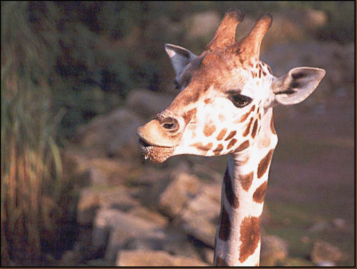 sabbernde Giraffe