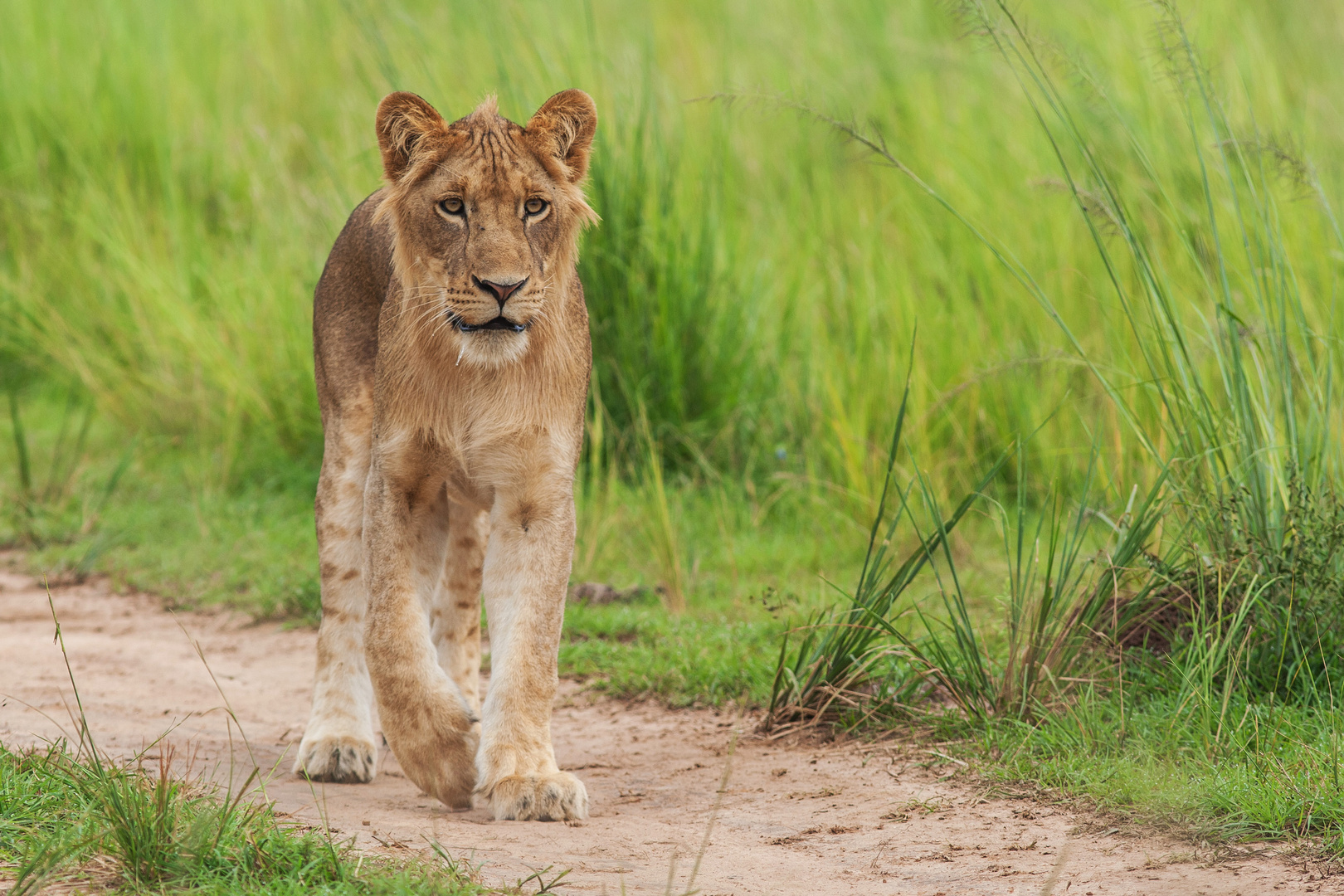 Sabbernder Junglöwe im Murchison Falls NP, Uganda