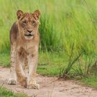 Sabbernder Junglöwe im Murchison Falls NP, Uganda