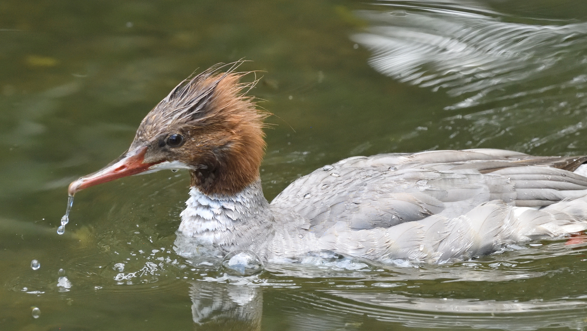 Sabbernder und Blubbernder Gänsesäger