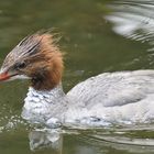 Sabbernder und Blubbernder Gänsesäger