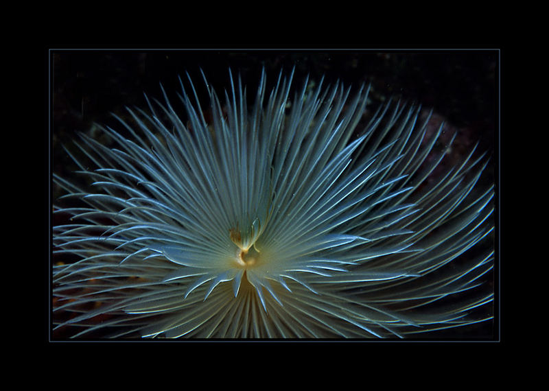 Sabella (=Spirographis) spallanzanii aus dem Mittelmeer