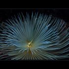 Sabella (=Spirographis) spallanzanii aus dem Mittelmeer