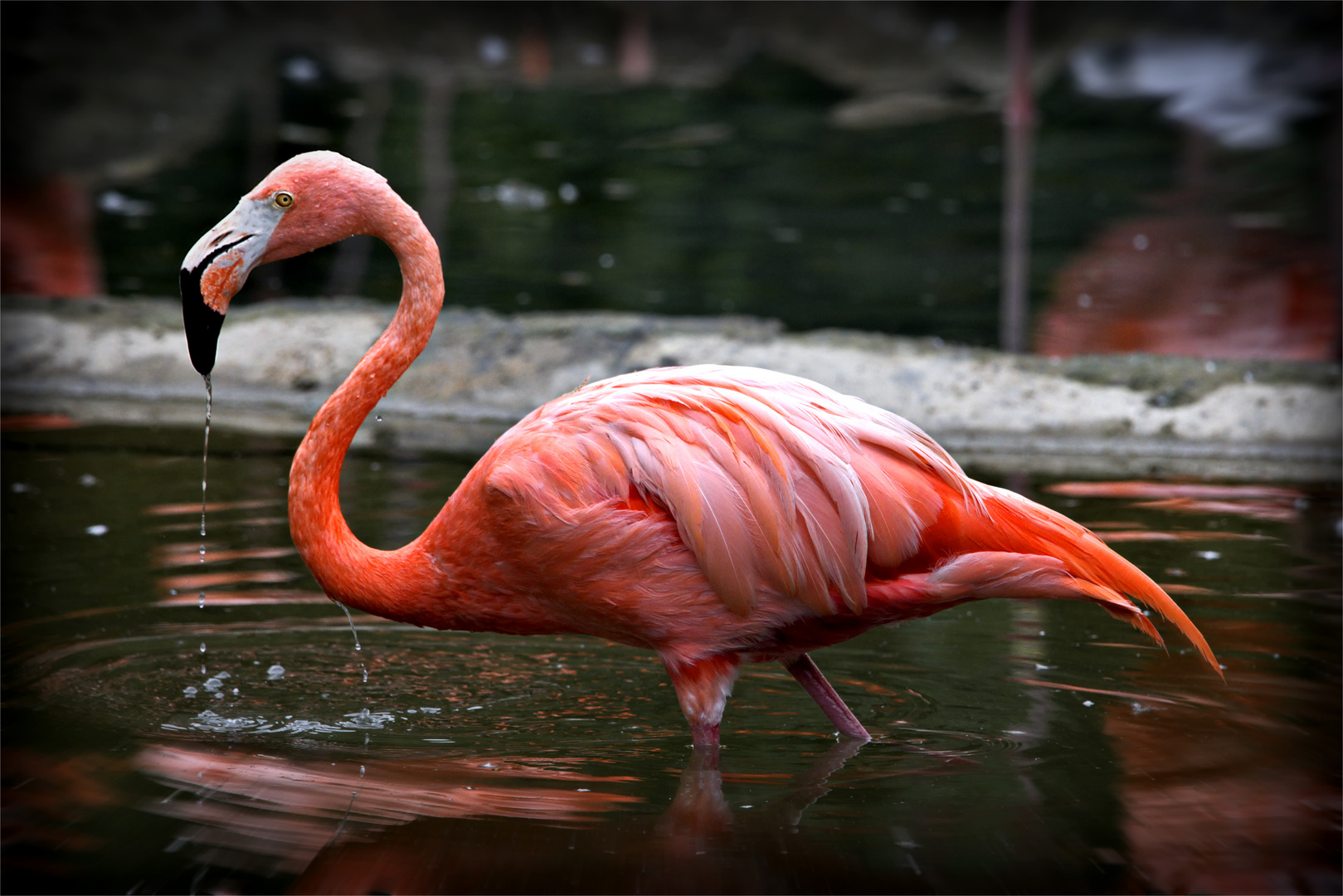 sabernder Flamingo