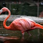 sabernder Flamingo