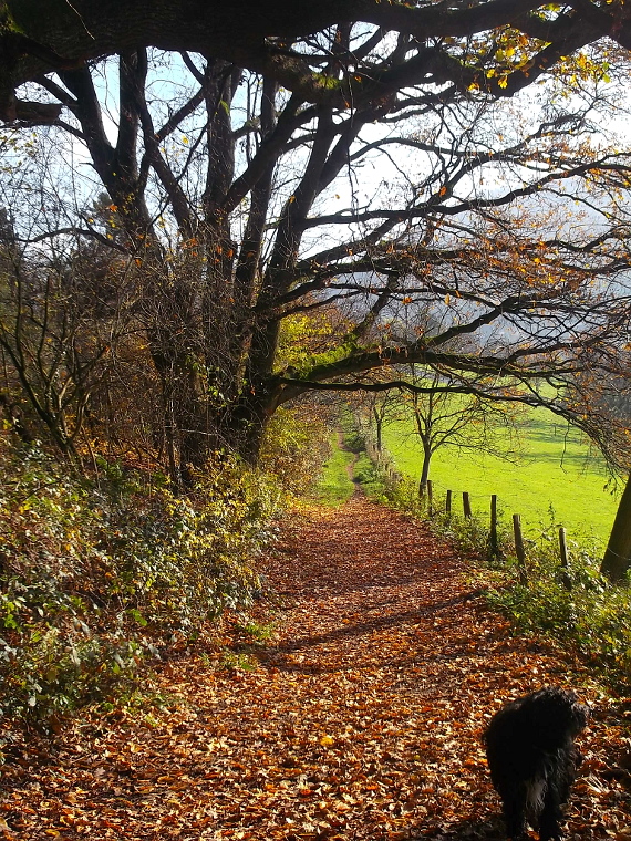 SABES LO QUE ES ODENWALD | Heidelberg