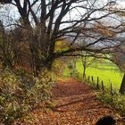 SABES LO QUE ES ODENWALD | Heidelberg