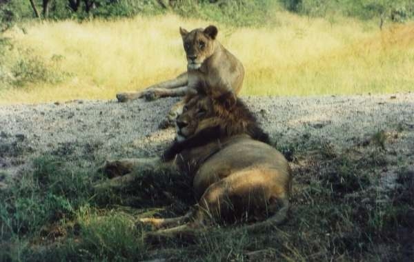 Sabi Sand Game Reserve