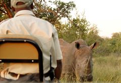 Sabi Sand, Südafrika.