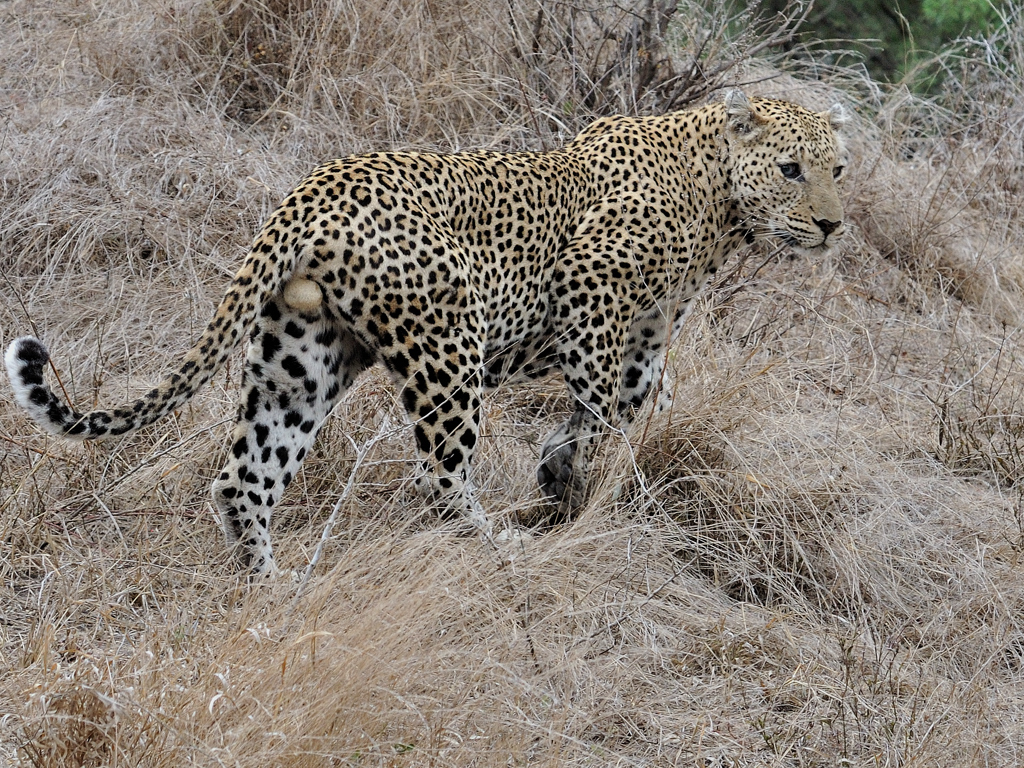 Sabi Sands Leopard