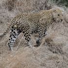 Sabi Sands Leopard