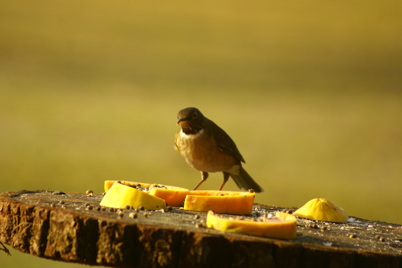 Sabiá-coleira / Turdus albicollis / Merle à col blanc