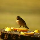 Sabiá-coleira / Turdus albicollis / Merle à col blanc