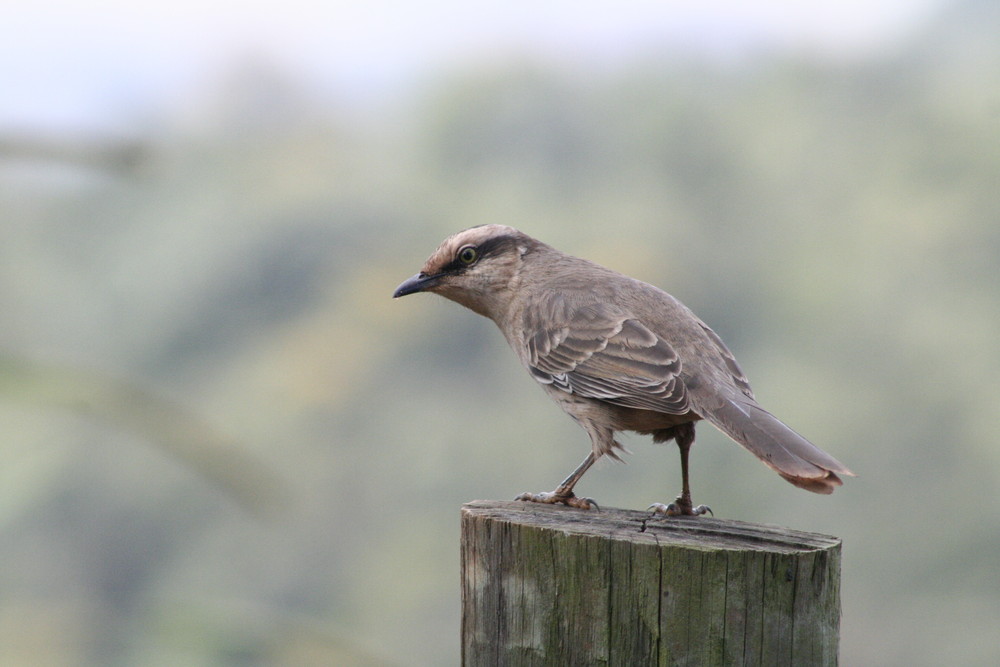 Sabiá-do-campo (Mimus saturninus)