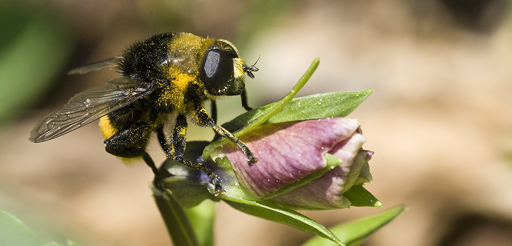 (Sa)Bienchen macht ´ne Pollen Orgie