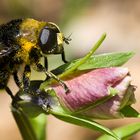 (Sa)Bienchen macht ´ne Pollen Orgie